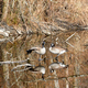 Balancing Canadian Geese - PhotoDune Item for Sale