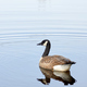 Canada Goose, Ripples, and Reflection - PhotoDune Item for Sale