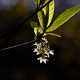 White Osoberry Flowers Blooming - PhotoDune Item for Sale