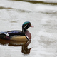 One Wood Duck in the Water - PhotoDune Item for Sale