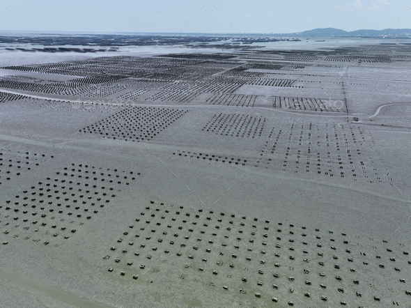 Aerial view of Oyster farm. Sustainable farming. Oyster farming is an aquaculture practice. Oyster