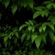 Green leaves on dark background. Nature background with copy space for text - PhotoDune Item for Sale
