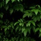 Green leaves on dark background. Nature background with copy space for text - PhotoDune Item for Sale
