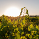 View of beautiful Vineyard landscape in Greece. - PhotoDune Item for Sale