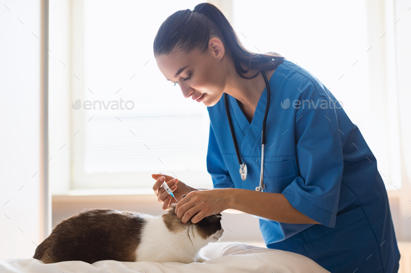 Vet injecting vaccine, anesthesia or antibiotics medicine to cat indoor