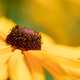 yellow flower closeup - PhotoDune Item for Sale