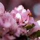 Cherry blossom closeup - PhotoDune Item for Sale
