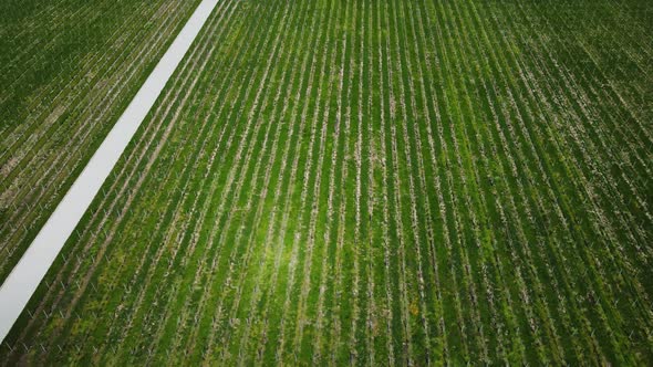 Rows of Grapes Grown for Winemaking