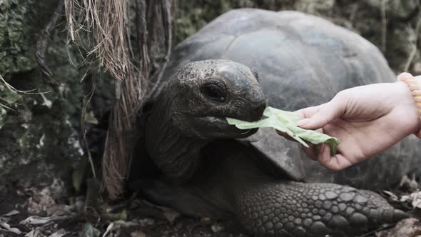 A Huge Aldabra Giant Tortoise Eats Food on a Prison Island in Zanzibar Africa alt