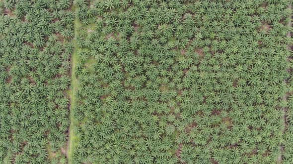 The Beaches at the most southern part of Borneo Island alt
