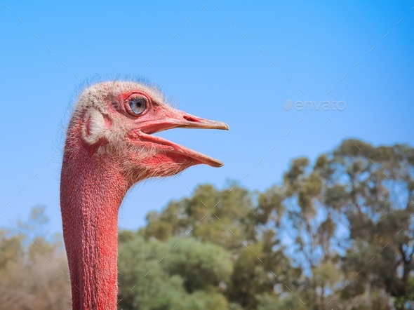 Side close-up portrait of the head and neck of a wild African ostrich, Tunisia