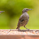 two baby starlings on a bird table - PhotoDune Item for Sale
