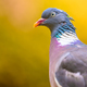 pigeon portrait - PhotoDune Item for Sale