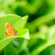 macro shot of a butterfly - PhotoDune Item for Sale