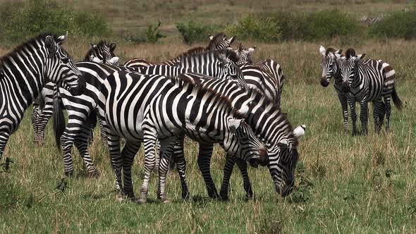 980431 Grant’s Zebra, equus burchelli boehmi, Herd through Savannah, Masai Mara Park in Kenya, slow alt
