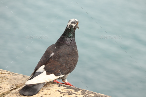 pigeon, bird, dove, feather, nature, beak, wing, wildlife, animal, color, city, eye, white, urban, g