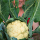 woman holding fresh Cauliflower head in garden. Vertical shot - PhotoDune Item for Sale
