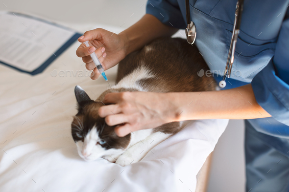 Veterinarian Doctor Providing Medication Injecting Cat with Medication At Clinic
