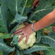 Harvest of Cauliflower in domestic garden close-up vertical shot - PhotoDune Item for Sale