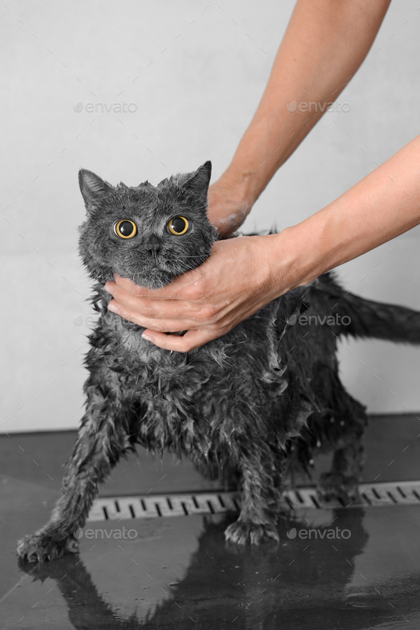 Funny cat takes a shower, pet hygiene, wet cat, bathing process Stock