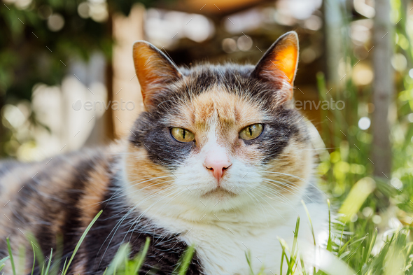 Close up portrait of multicolor pleased, well-fed cat lying on the green grass in the garden.