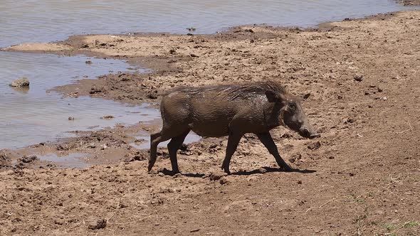 980159 Warthog, phacochoerus aethiopicus, Adult having Mud Bath, Nairobi Park in Kenya, slow motion alt