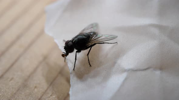 Domestic Fly In Detail