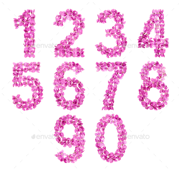 Set of arabic numbers, natural pink flowers of violet, isolated on white background