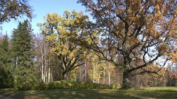 Old Oak Trees In Autumn Finery