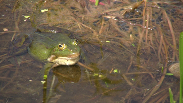 Frog In Mating Season