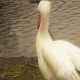 Pelican In St James's Park - VideoHive Item for Sale