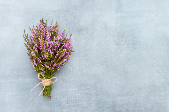 Pink Heather Flower Border (calluna Vulgaris, Erica, Ling) On