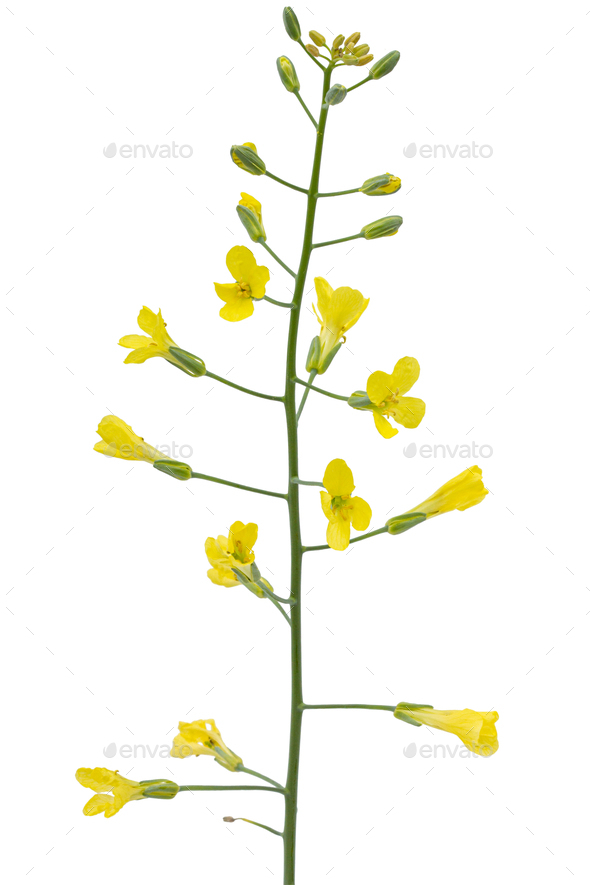 Yelliw flowers of cabbage, isolated on white background Stock Photo by