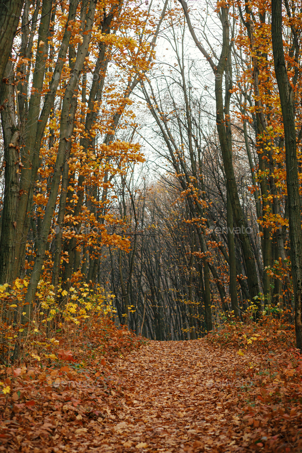 Autumn forest in warm sunny light. Hello Fall! Stock Photo by Sonyachny