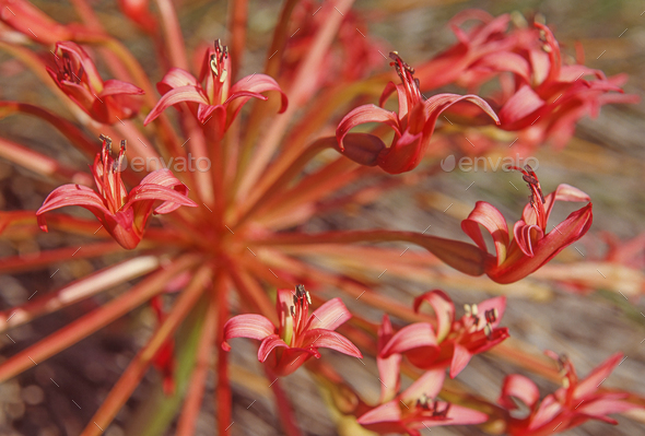 A Candelabra Flower, Brunsvigia orientalis - Stock Photo - Images