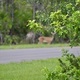 Deer in the background. - PhotoDune Item for Sale