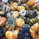 Jack-Be-Little gourds - PhotoDune Item for Sale