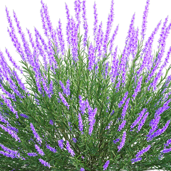 Lavandula - Lavender by nganvu20 | 3DOcean