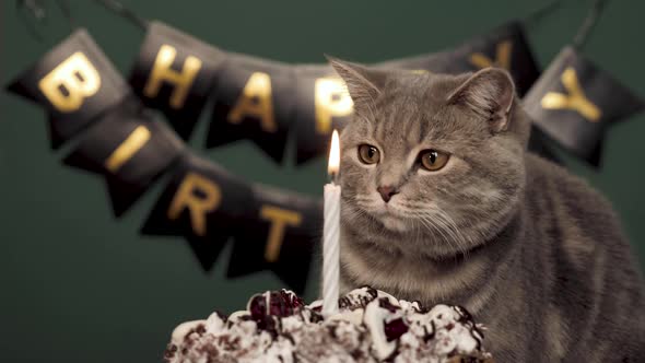 Cat's Birthday Party by KseniyaFedorchuk | VideoHive