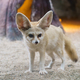 fennec fox (Vulpes zerda) - PhotoDune Item for Sale