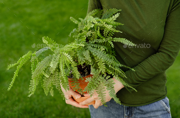 Woman holding houseplant fern over green lawn