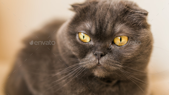 Grey cat breeds with yellow eyes fashion