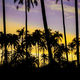 Palm tree with silhouette background. - PhotoDune Item for Sale