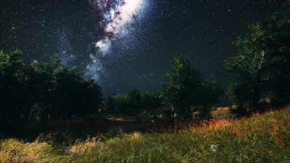 Green Trees Woods In Park Under Night Starry Sky alt