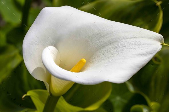 Calla Palustris Kala Cala Gala White Flower - Stock Photo - Images