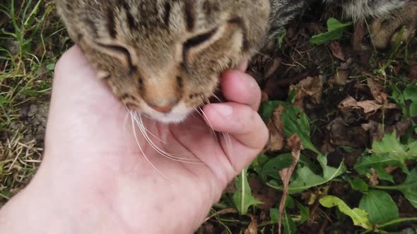 Domestic gray cat being pet by human hand. Tender love given to beautiful cat alt