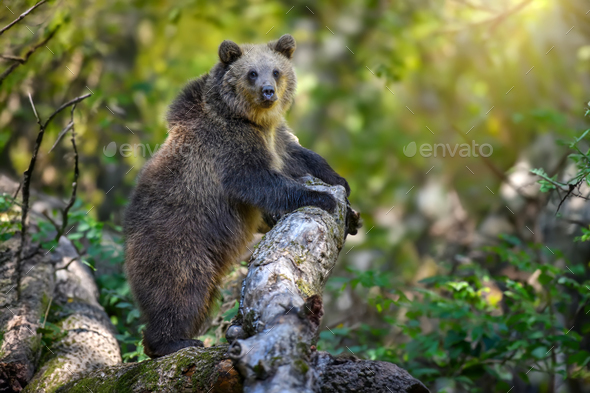 Wild Brown Bear (Ursus Arctos) in the forest. Animal in natural habitat. Wildlife scene - Stock Photo - Images