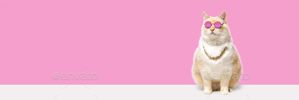 Banner 4x1 Fat white cat in the image of a rapper or bandit on a pink background