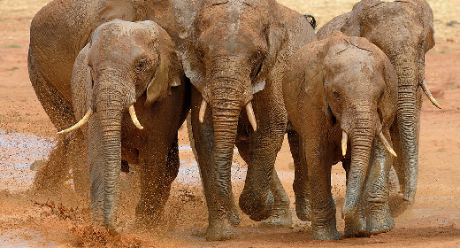 Animal Sound Effects