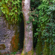 A chestnut tree grows upright between two limestone boulders - PhotoDune Item for Sale